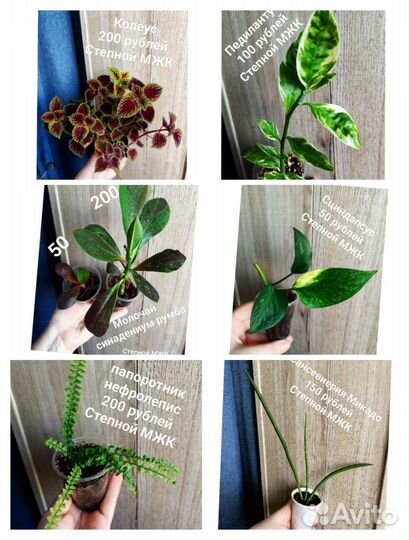 Комнатные цветочки