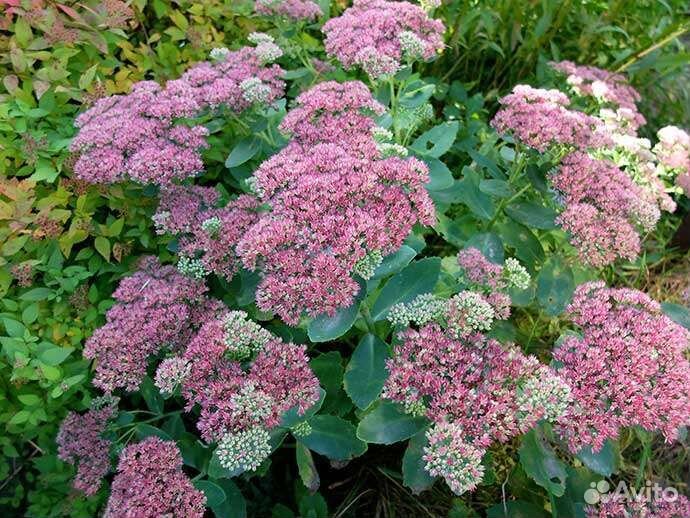 Цветы для дачи