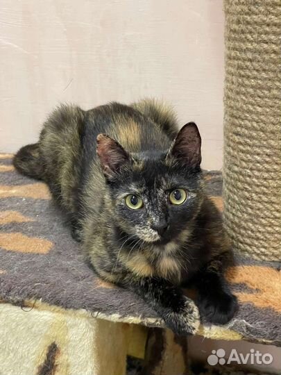 Розитта в дар