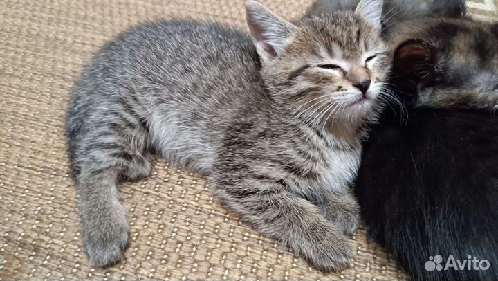 Котеночек