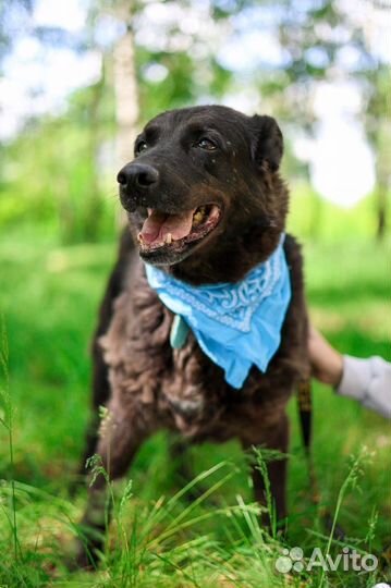 Спасите старичка из приюта