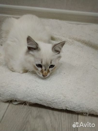 Котенок сиамский