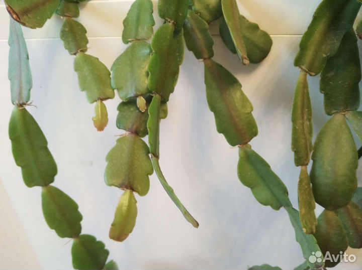 Декабрист шлюмбергера