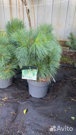 Сосна Витхорст