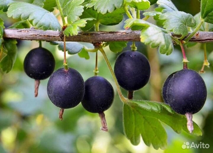 Жимолость, крыжовник без шипов, йота