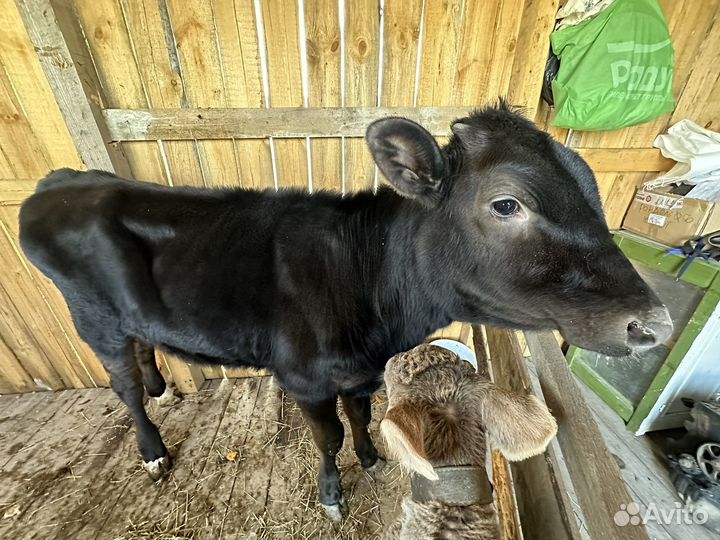 Телка и бычок