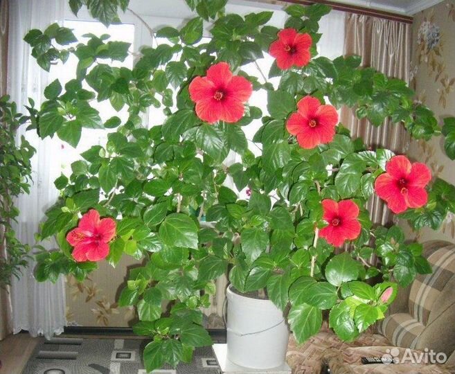 Гибискус красный