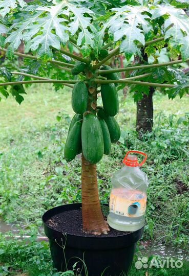 Папайя семена