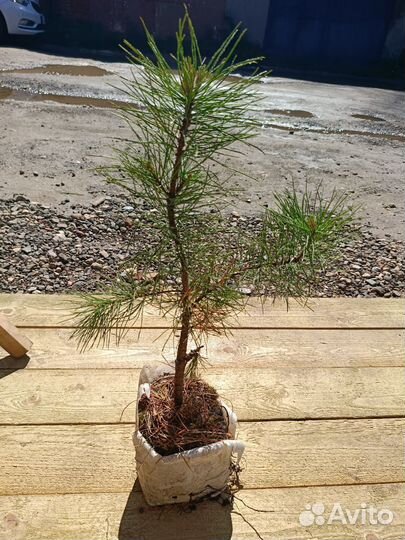 Саженцы сибирского кедра