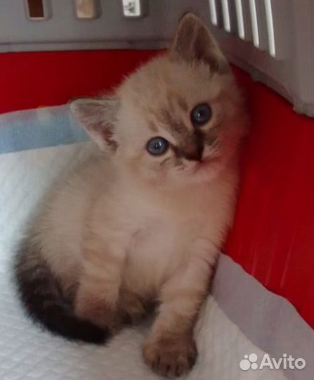 Кошки бесплатно