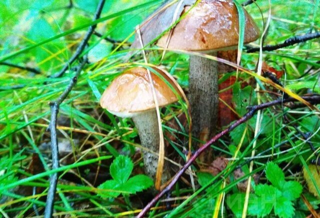 Дом 25 м² на участке 15 сот.