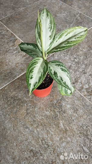 Аглаонема Сильвер Бей