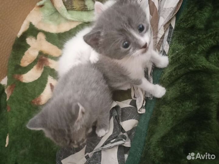 Кошка в дар бесплатно