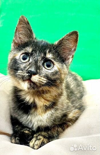 Кошка в дар бесплатно