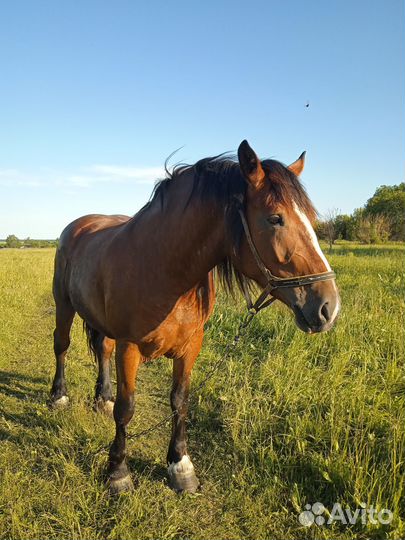 Продам кобылу