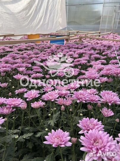 Хризантема кустовая оптом из теплиц