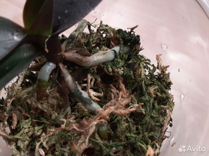 Орхидея фаленопсис