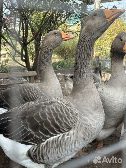 Гуси, утки,петухи