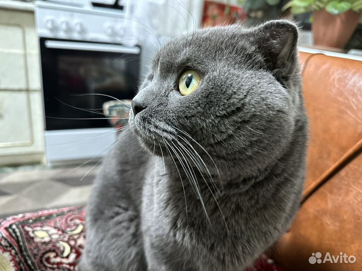Вислоухий британец 3 года для вязки
