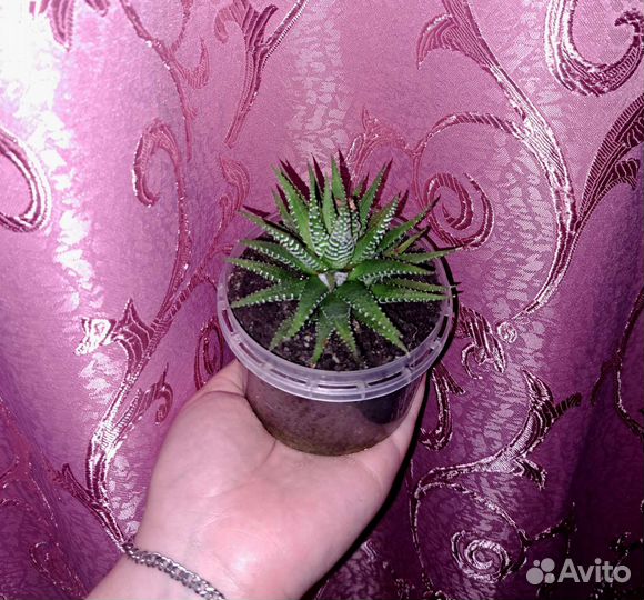 Комнатные цветы