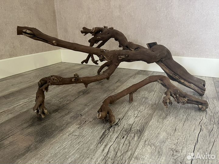 Коряга (виноградная лоза)