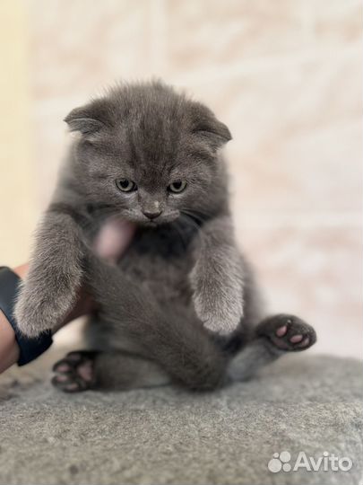 Вислоухие котята