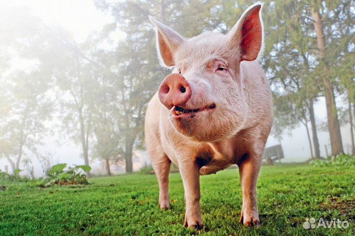 Уход за животными / Вахта М/Ж Г. Орёл