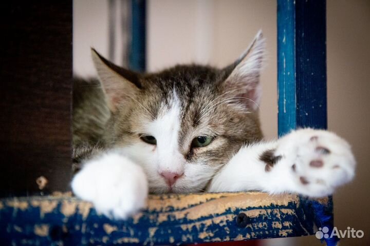 Отдам кота в добрые руки