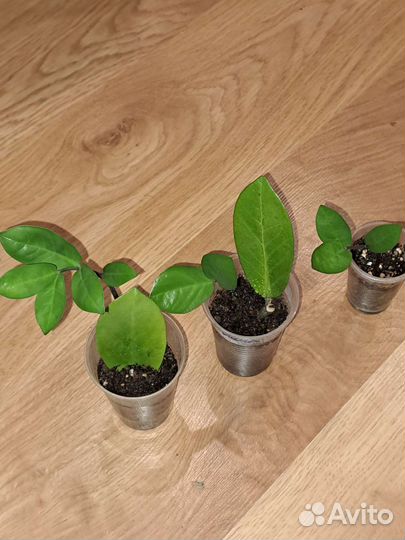 Замиокулькас