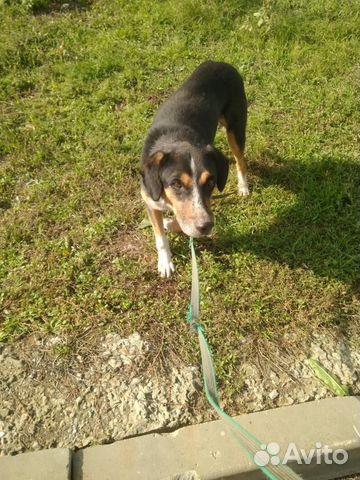 Тимка ищет любящего хозяина