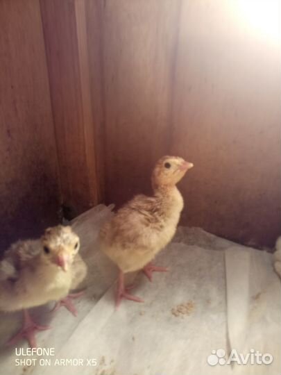 Индюшата от домашних индюков