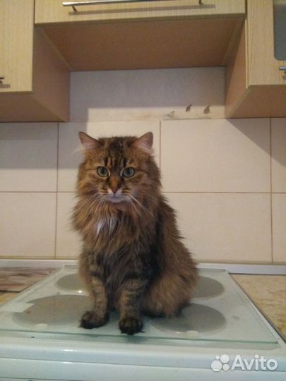 Сибирячка в ответственнные руки