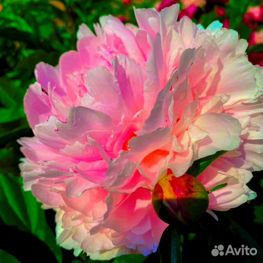 Пионы сортовые гибрид