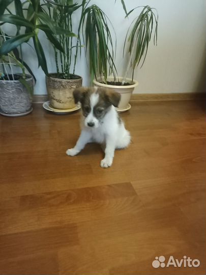 Отдаю щенка