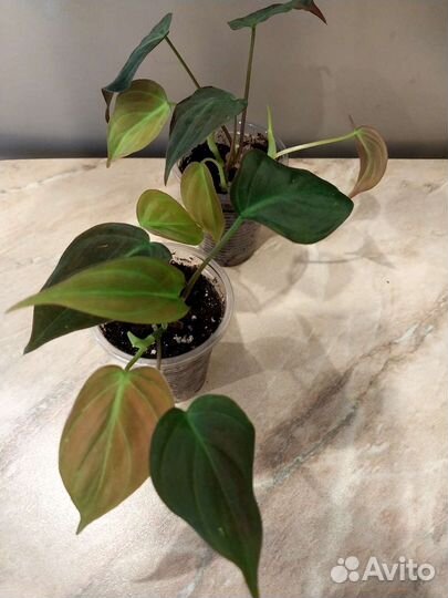 Филодендрон Миканс