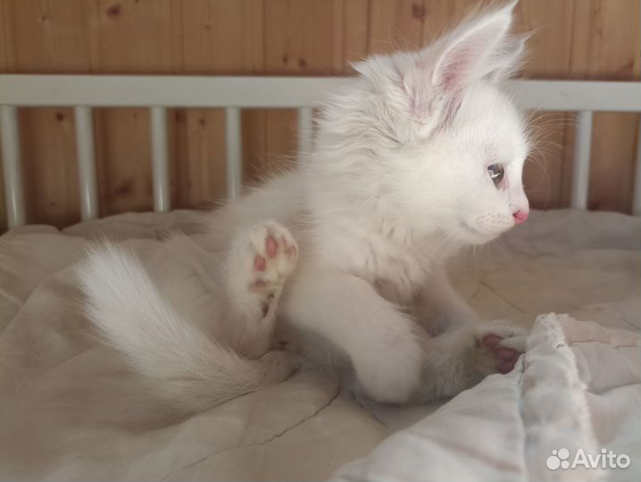 Белый котенок девочка