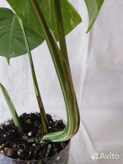 Монстера Альба