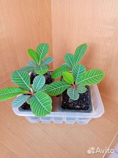 Молочай беложильчатый Эуфорбия