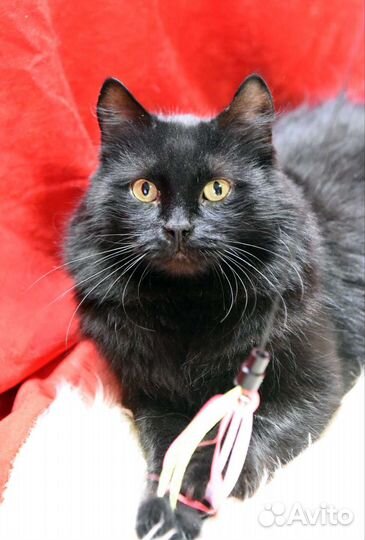 Шикарный кот Барон