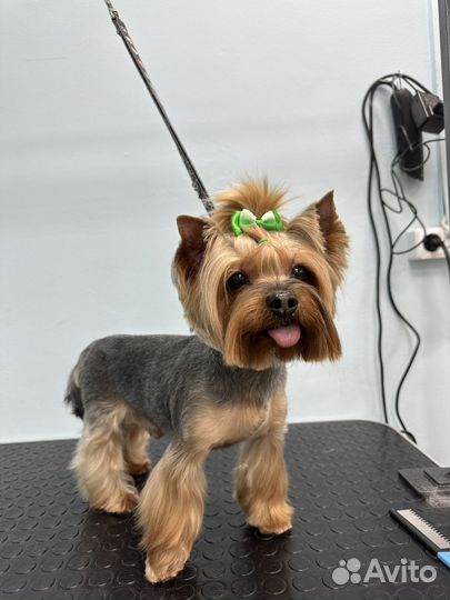 Стрижка кошек и собак