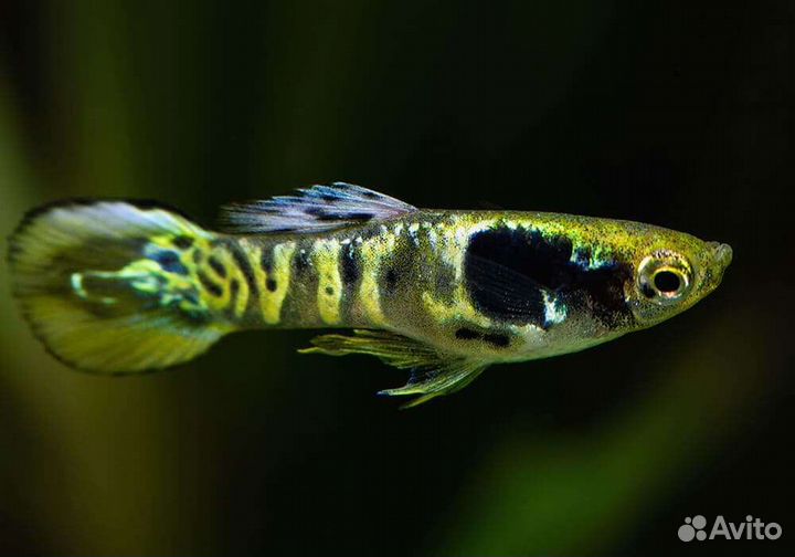 Аквариумные растения, Гуппи, коряги