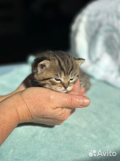 Шотландские котята
