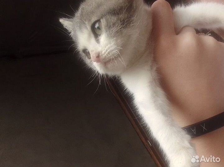 Кошка в дар бесплатно