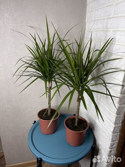 Драцена маргината комнатеые цветы