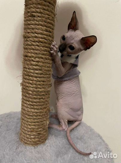 Канадский сфинкс