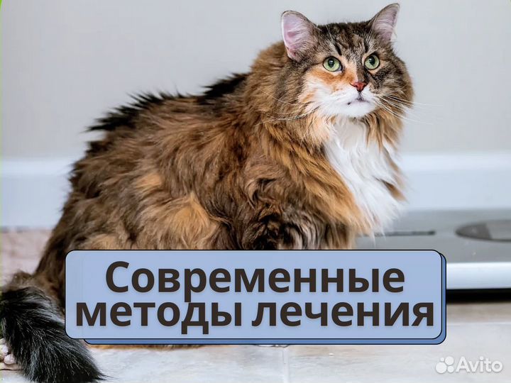 Ветеринарная помощь. Ветврач с выездом на дом