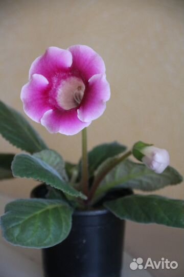 Глоксинии цветущие