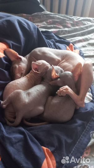 Канадский сфинкс котенок