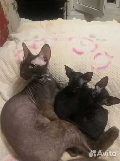 Котята Петерболды