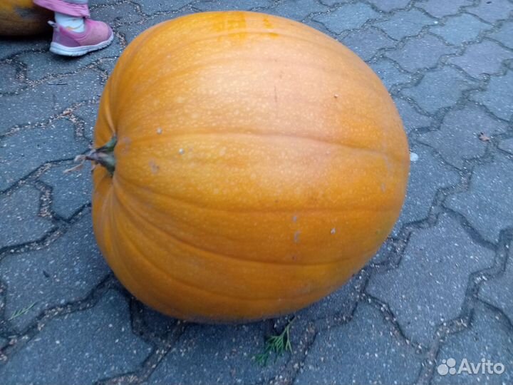 Тыква декоративная